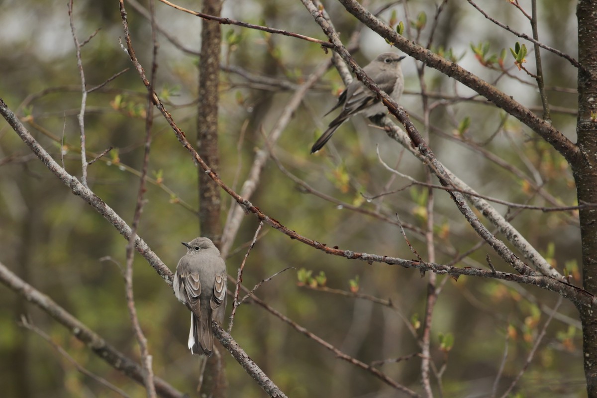 Townsend's Solitaire - ML618528875
