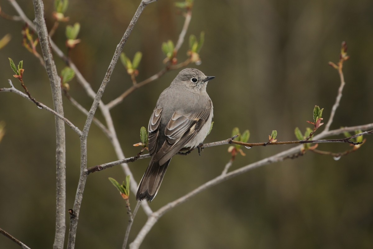Townsend's Solitaire - ML618528876