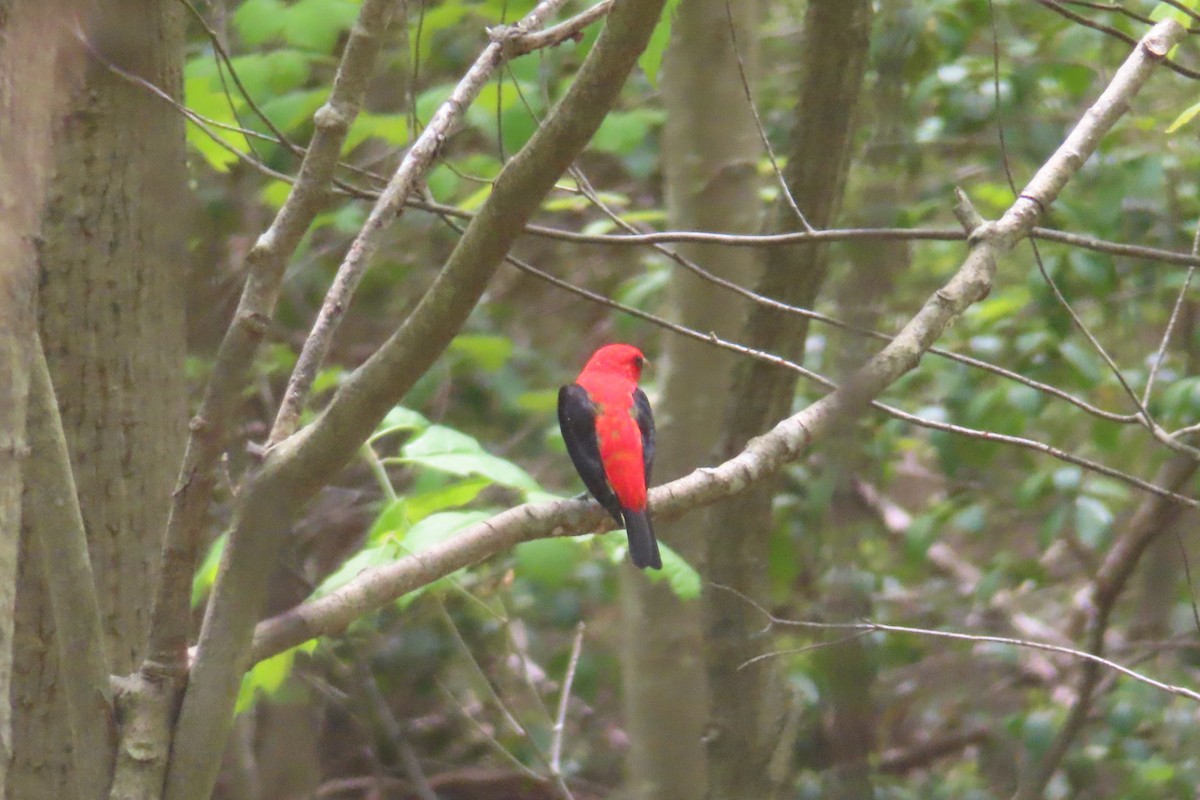 Scarlet Tanager - ML618528920