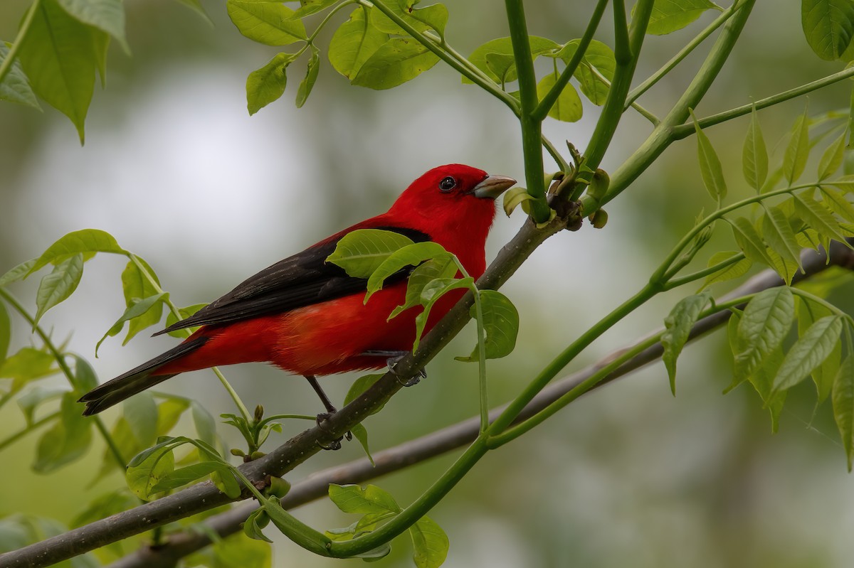 Scarlet Tanager - ML618528923