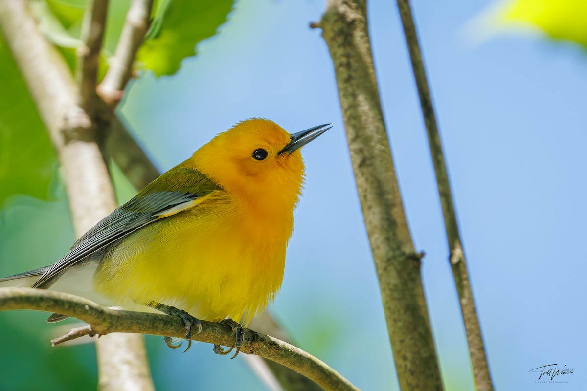 Prothonotary Warbler - ML618528959