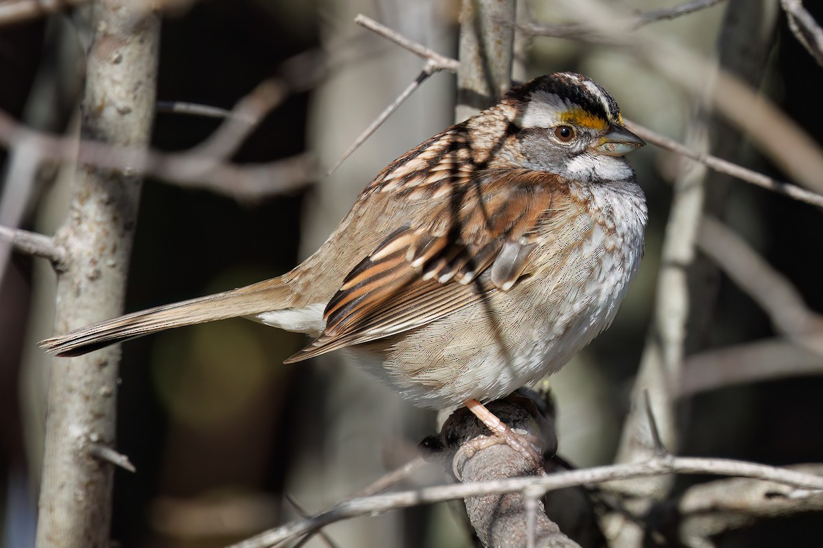 White-throated Sparrow - ML618528960