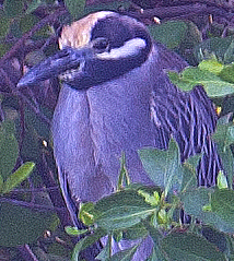 Yellow-crowned Night Heron - ML618528962
