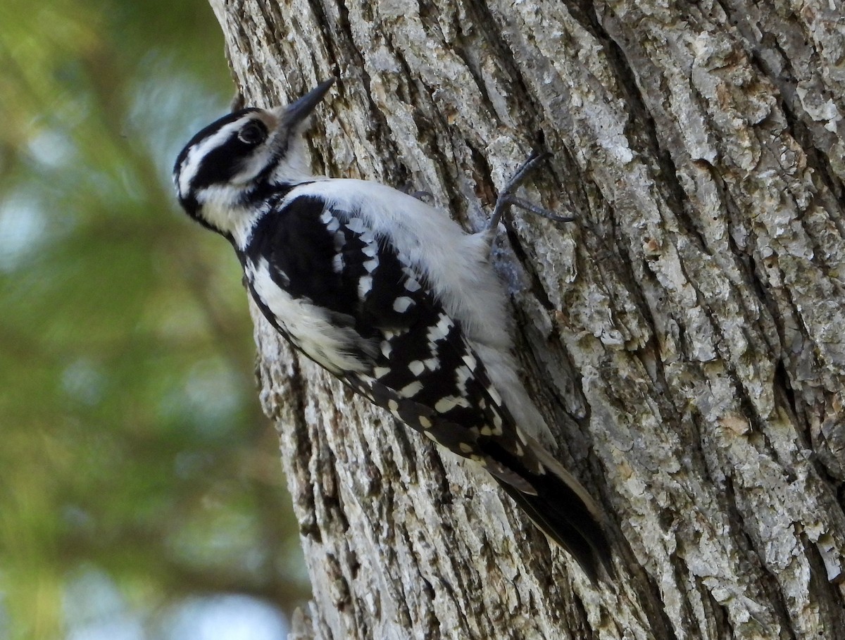 Downy Woodpecker - ML618528964