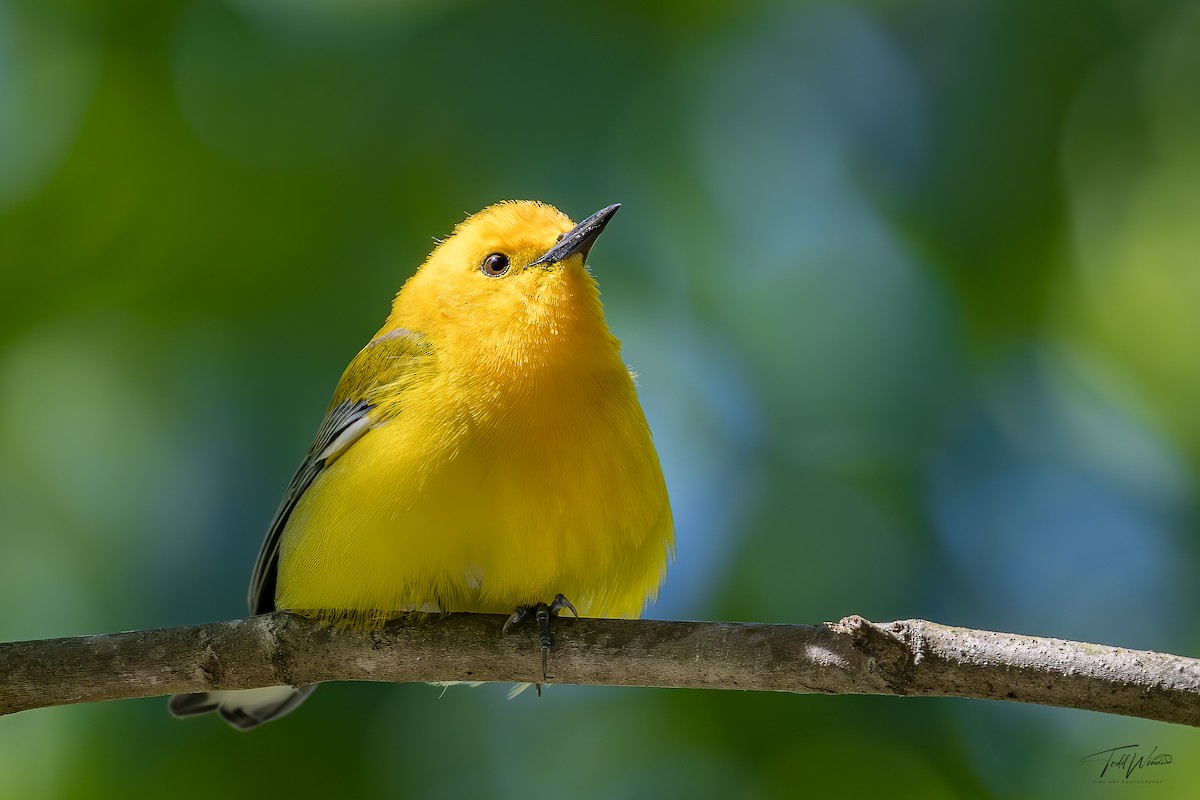 Prothonotary Warbler - ML618528989