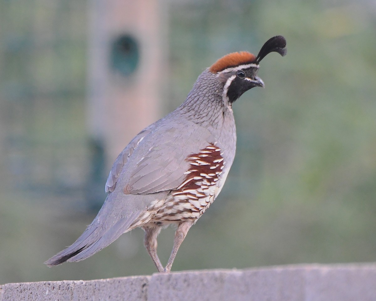 Gambel's Quail - Ted Wolff