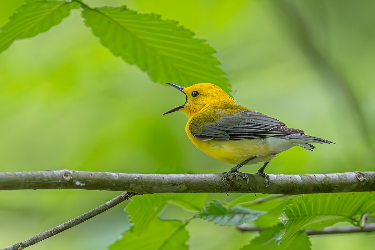 Prothonotary Warbler - ML618529030