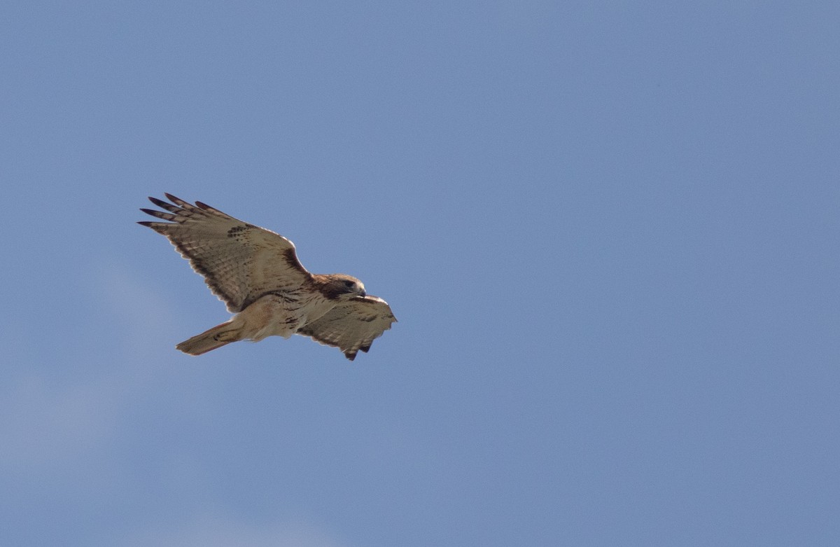 Red-tailed Hawk - ML618529031
