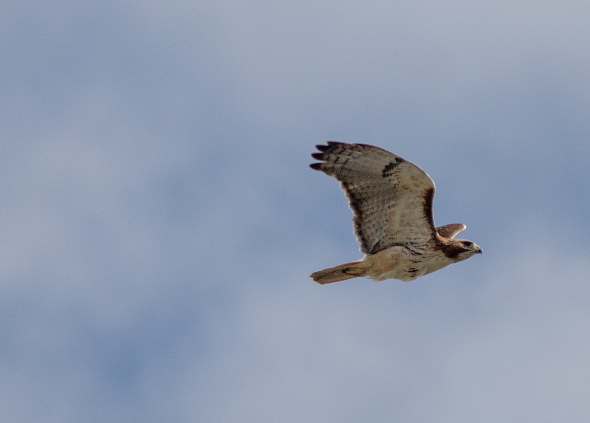 Red-tailed Hawk - ML618529032