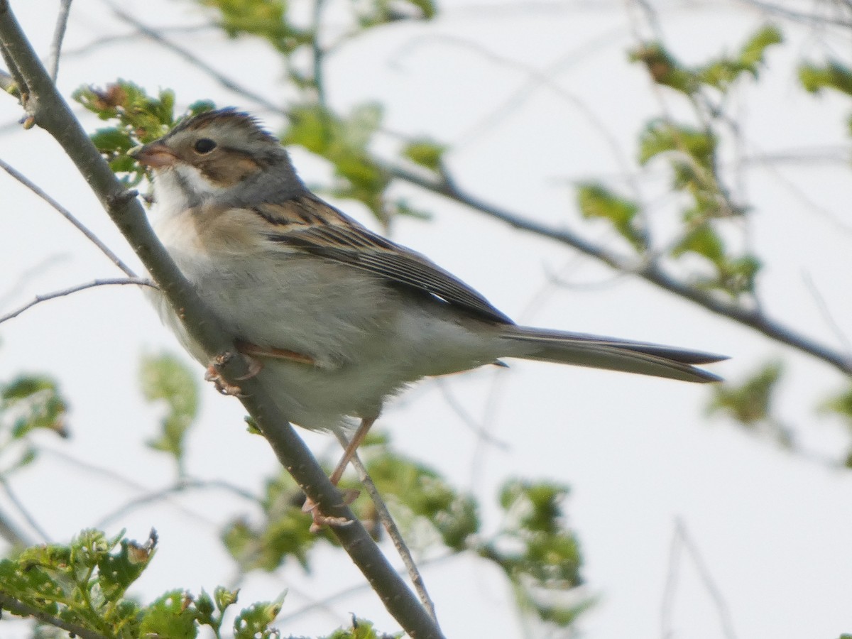 Clay-colored Sparrow - ML618529099