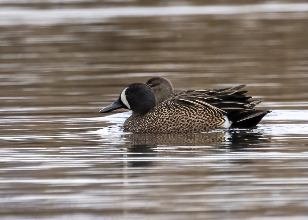 Blue-winged Teal - ML618529121