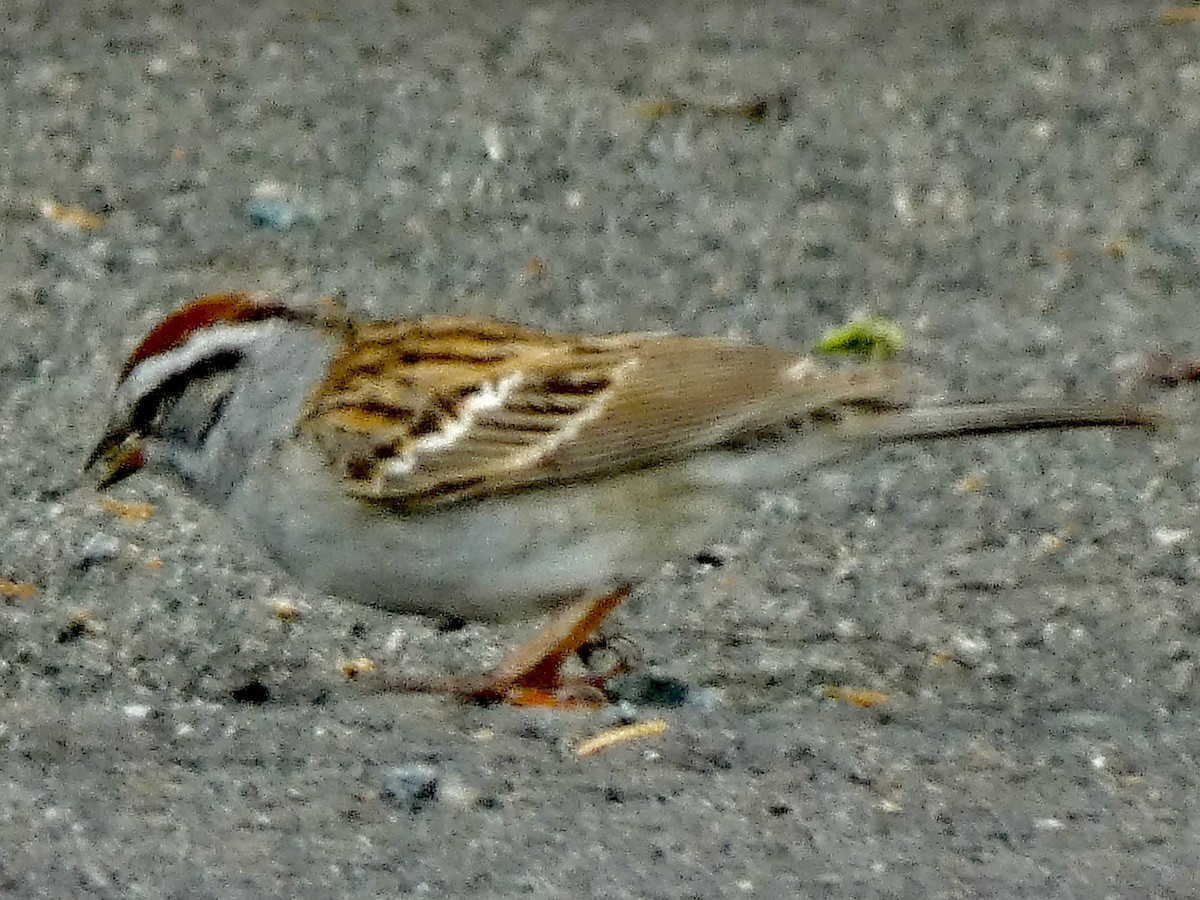 Chipping Sparrow - ML618529128