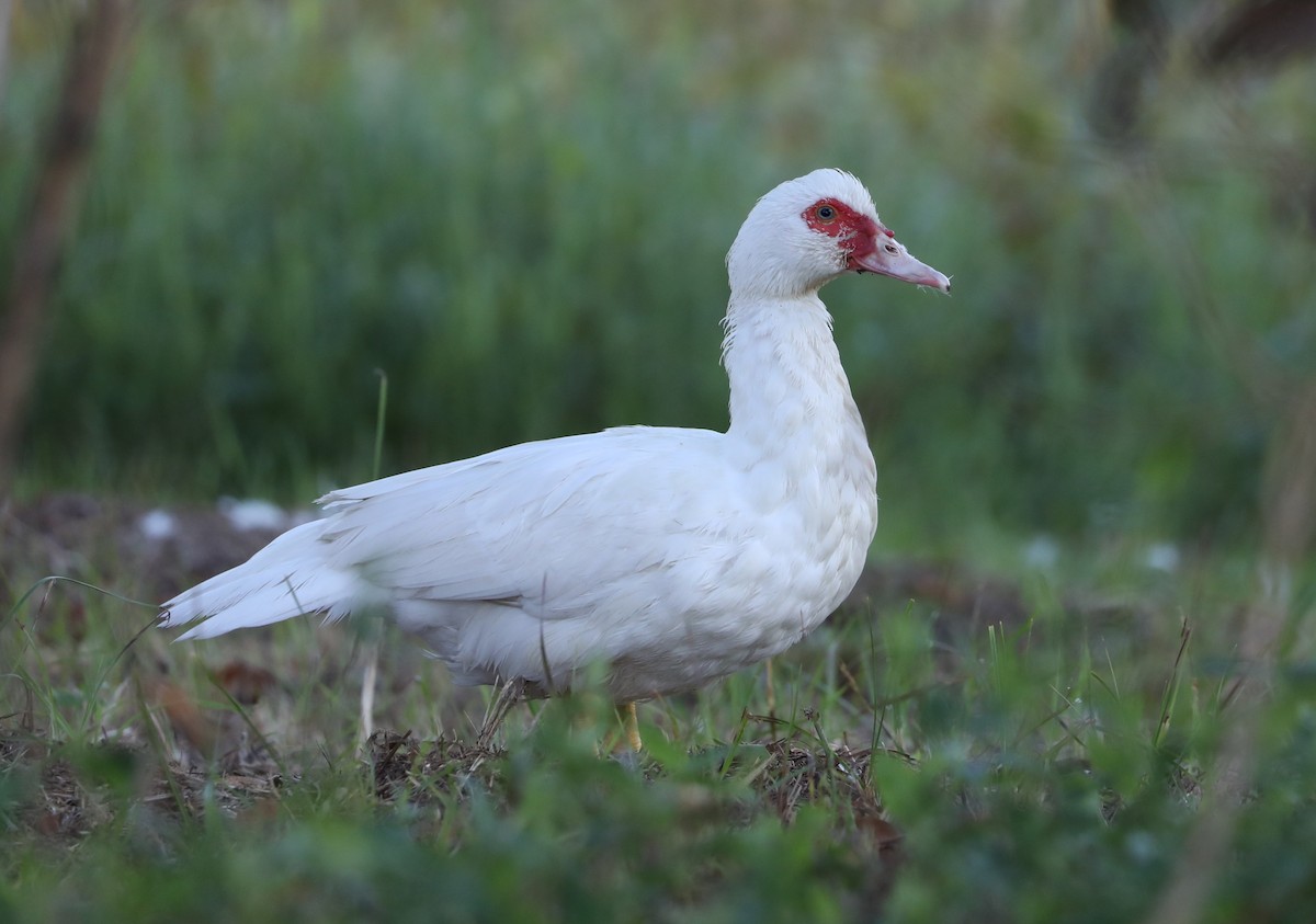 Muscovy Duck (Domestic type) - Graham Manning
