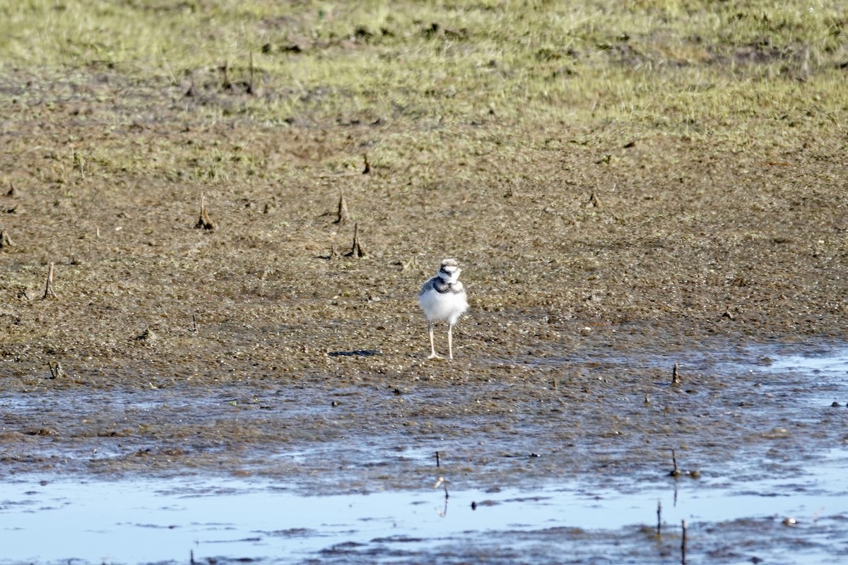 Semipalmated Plover - ML618529149