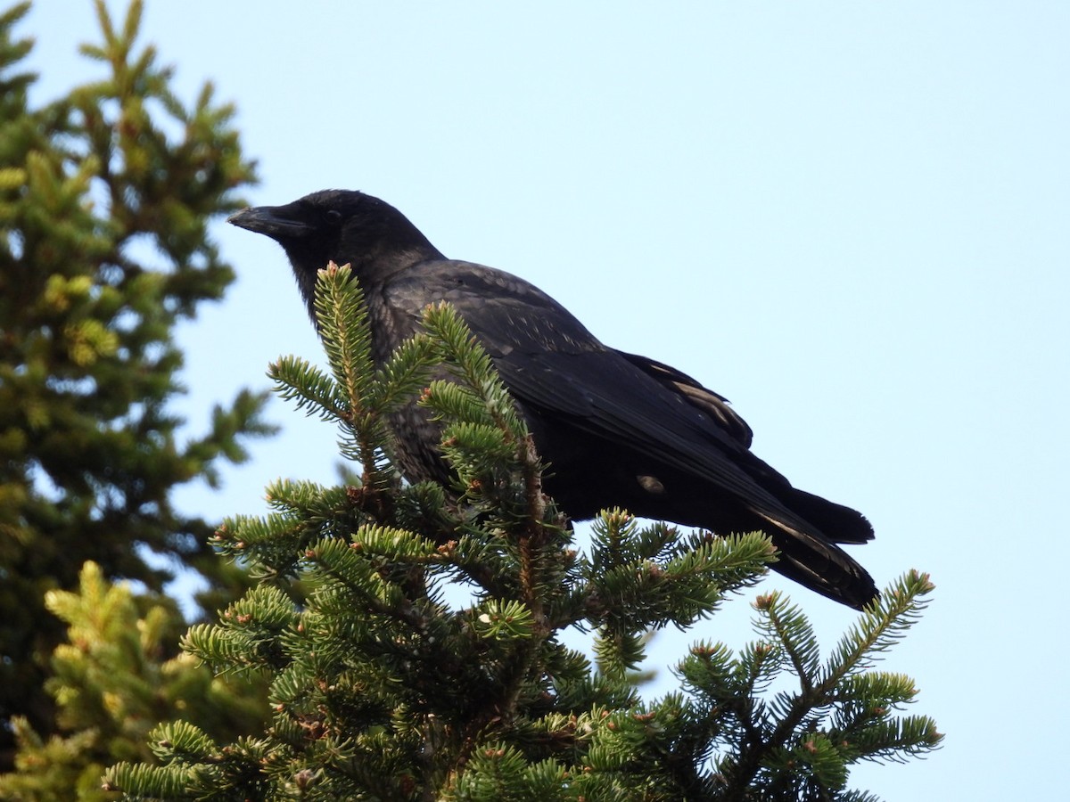 American Crow - ML618529152