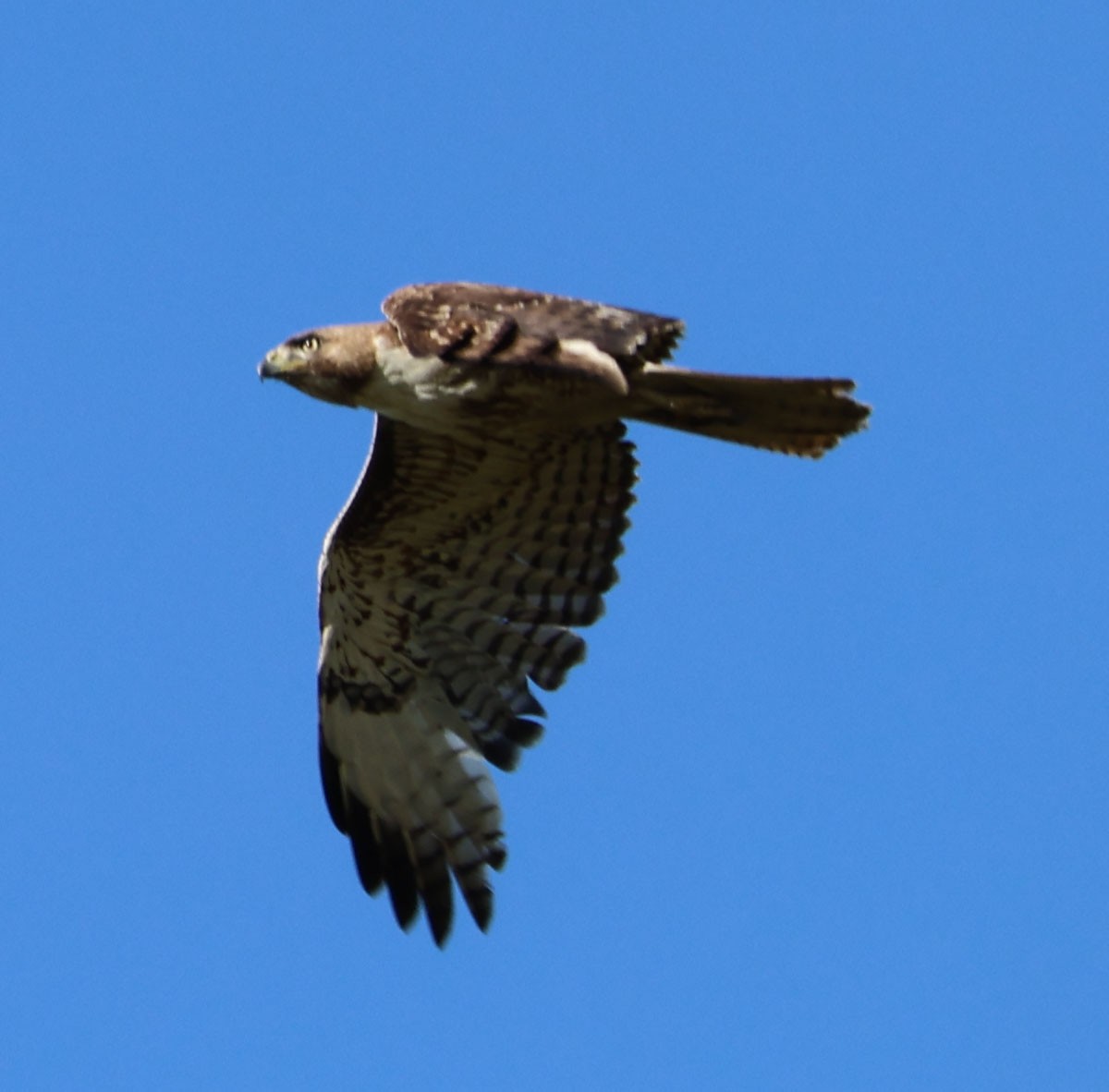 Red-tailed Hawk - ML618529163