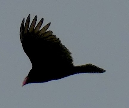Turkey Vulture - ML618529167