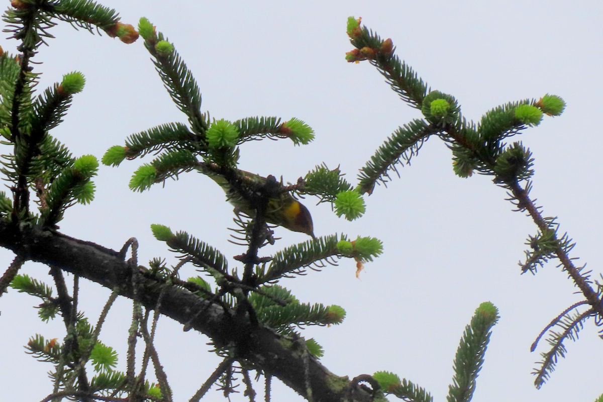 Cape May Warbler - ML618529193
