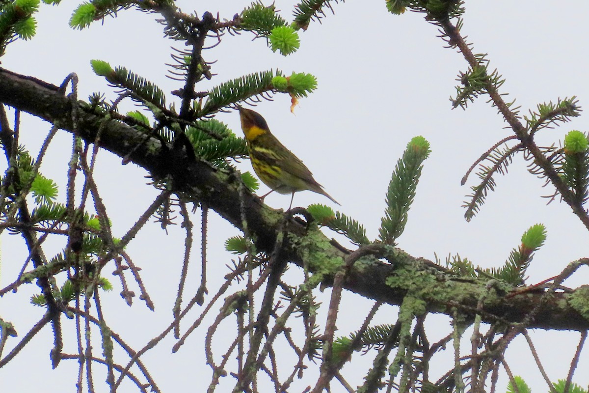 Cape May Warbler - ML618529196