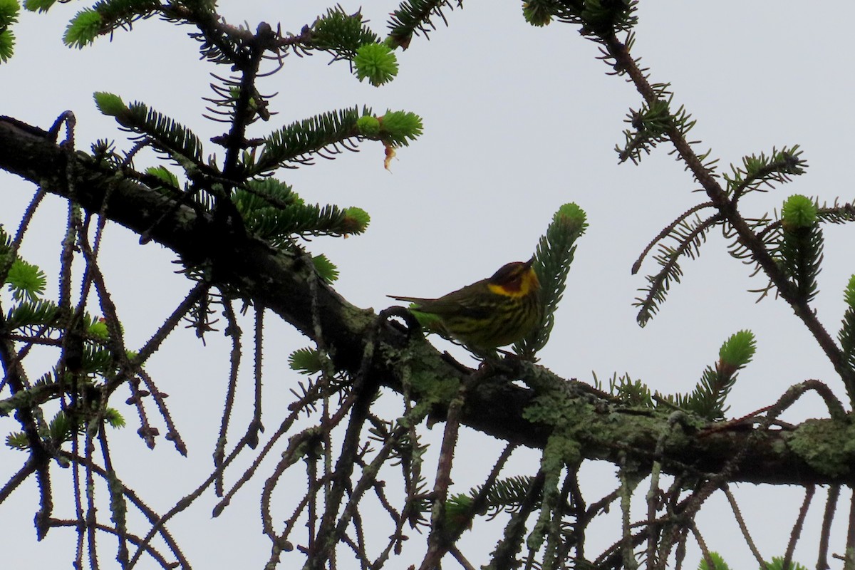 Cape May Warbler - ML618529199