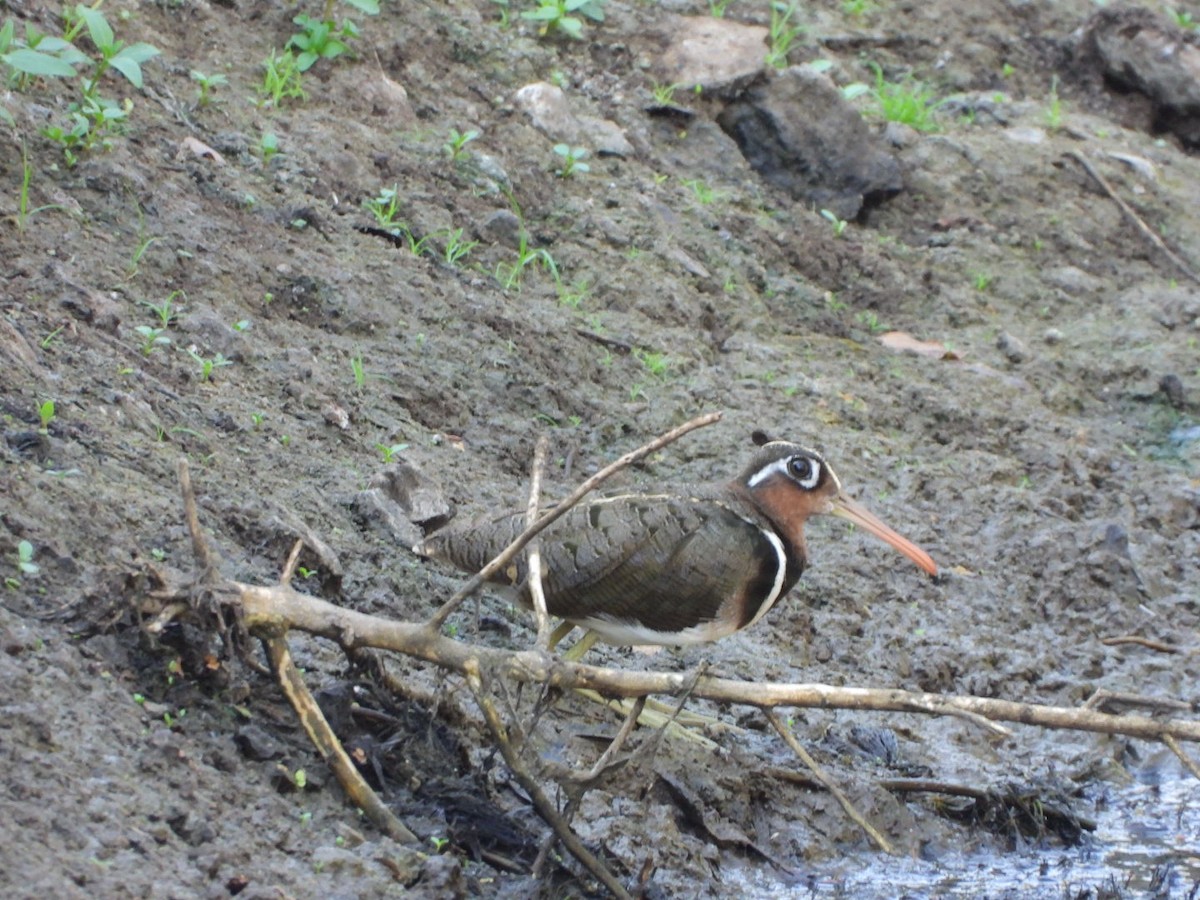 Greater Painted-Snipe - ML618529203