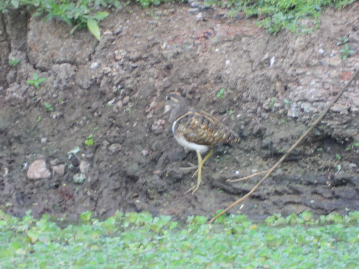 Greater Painted-Snipe - ML618529204