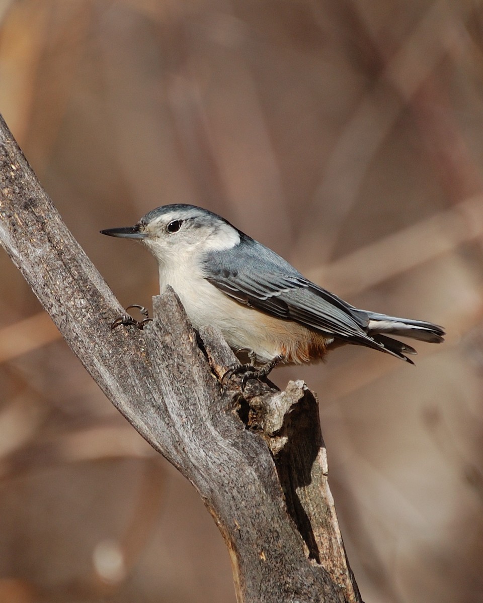 White-breasted Nuthatch - ML618529214