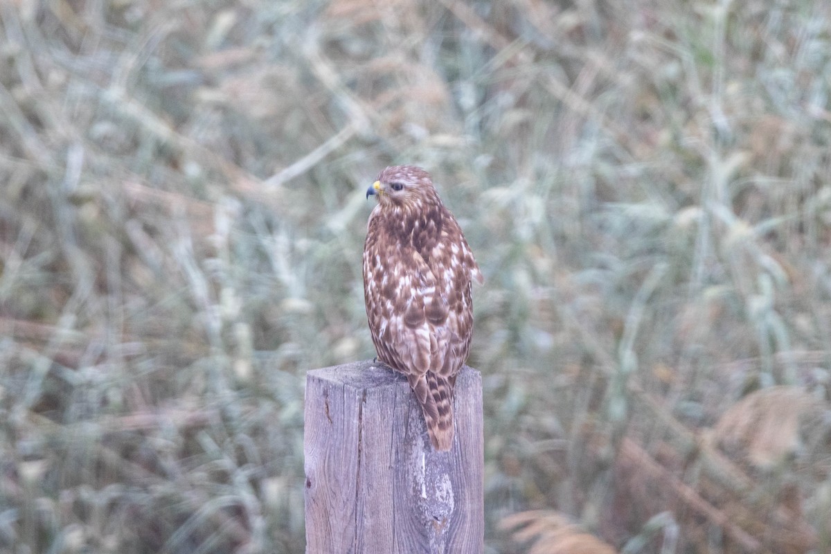 Red-shouldered Hawk (lineatus Group) - ML618529222