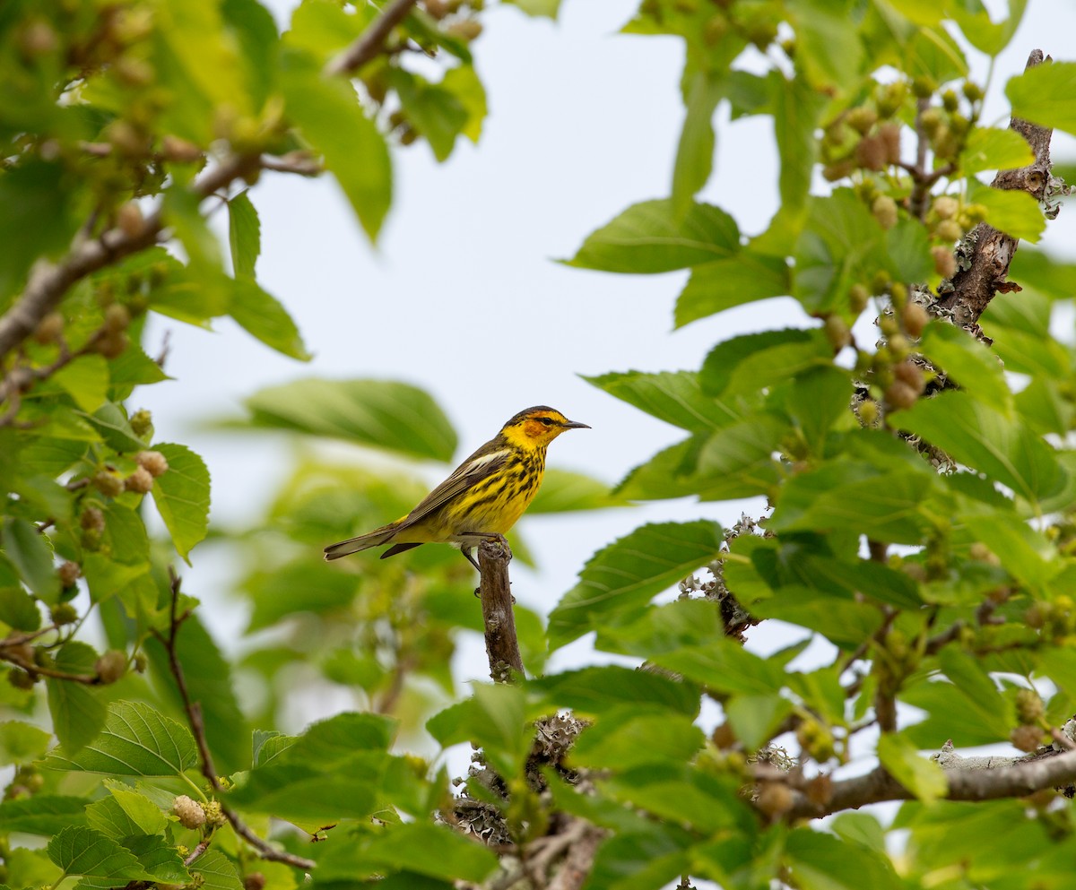 Cape May Warbler - Douglas Adkisson