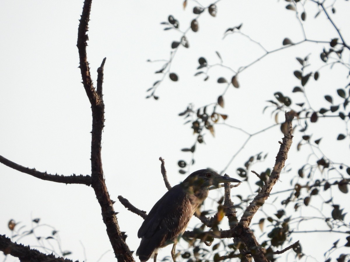 Black-crowned Night Heron - VAibhAV Patil