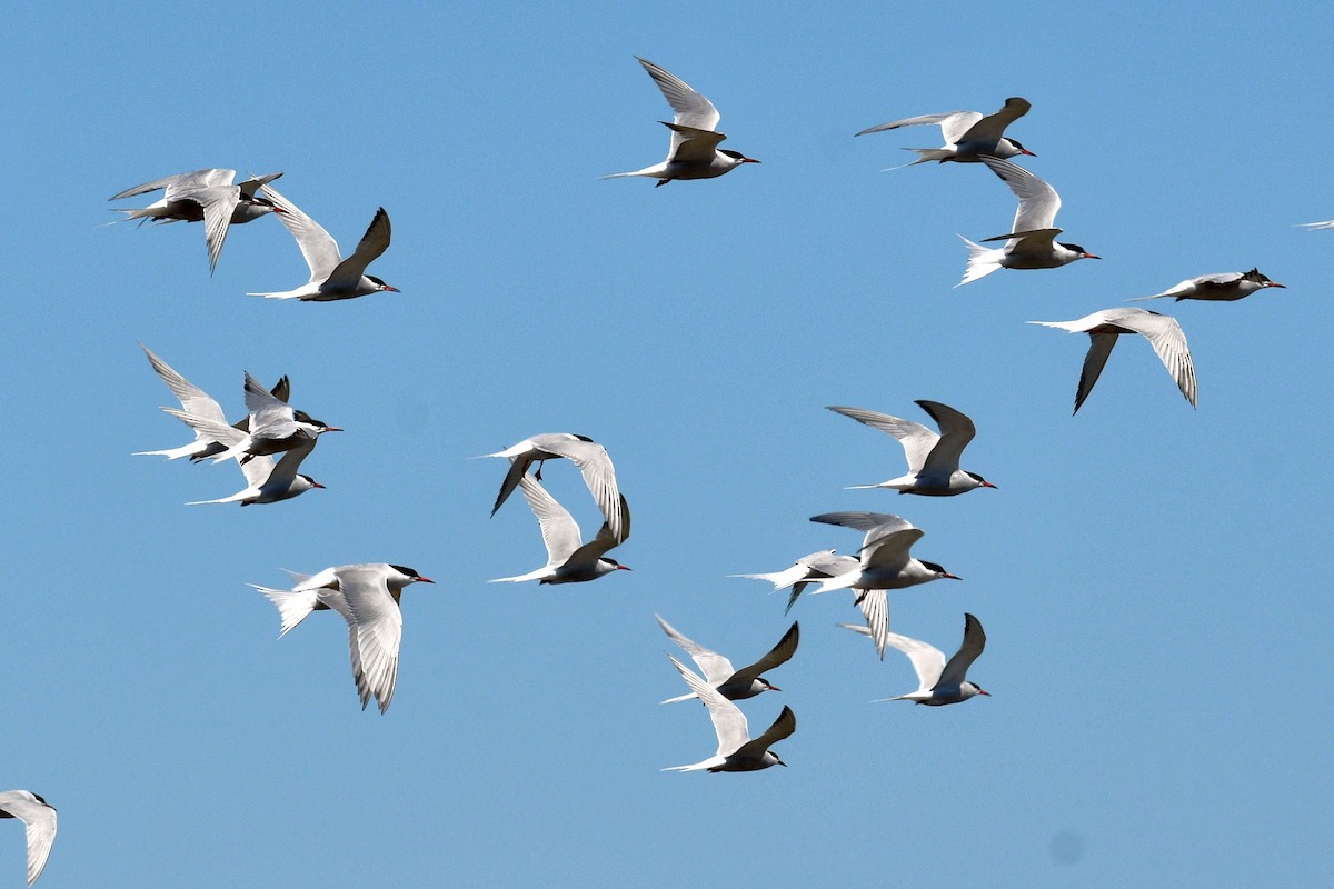Common Tern - Joel Trick
