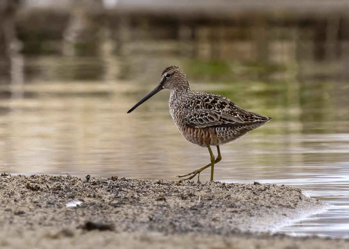 Long-billed Dowitcher - ML618529293