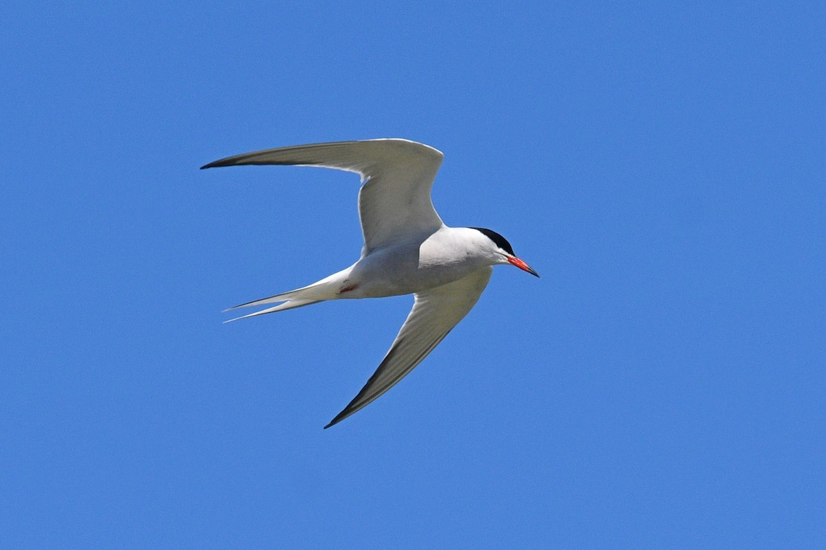 Common Tern - ML618529295