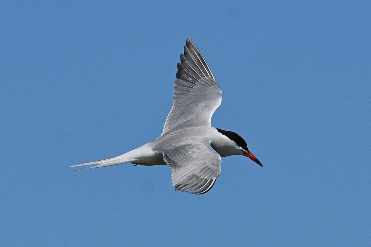 Common Tern - ML618529301