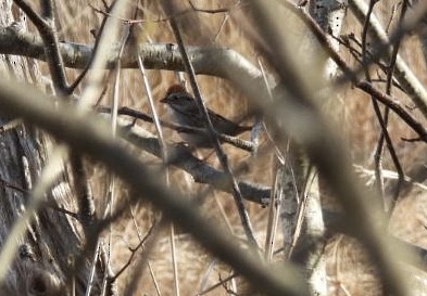 Chipping Sparrow - ML618529302