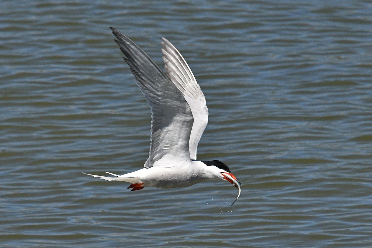 Common Tern - ML618529317