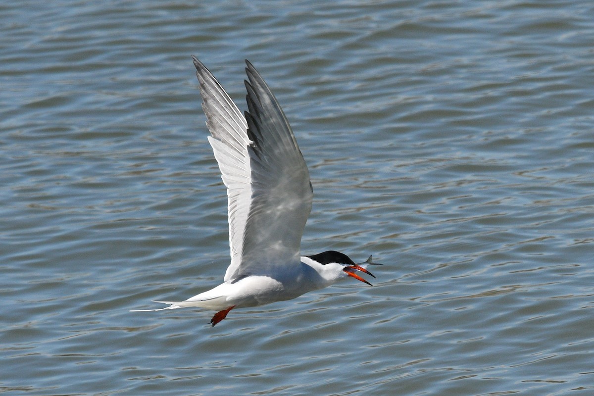 Common Tern - ML618529329