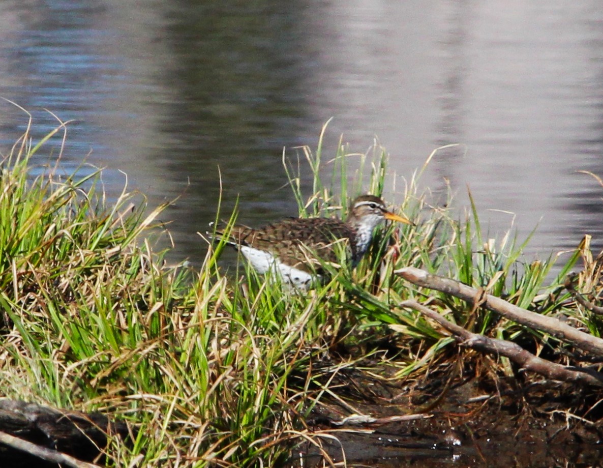 Spotted Sandpiper - Shawn Morneault