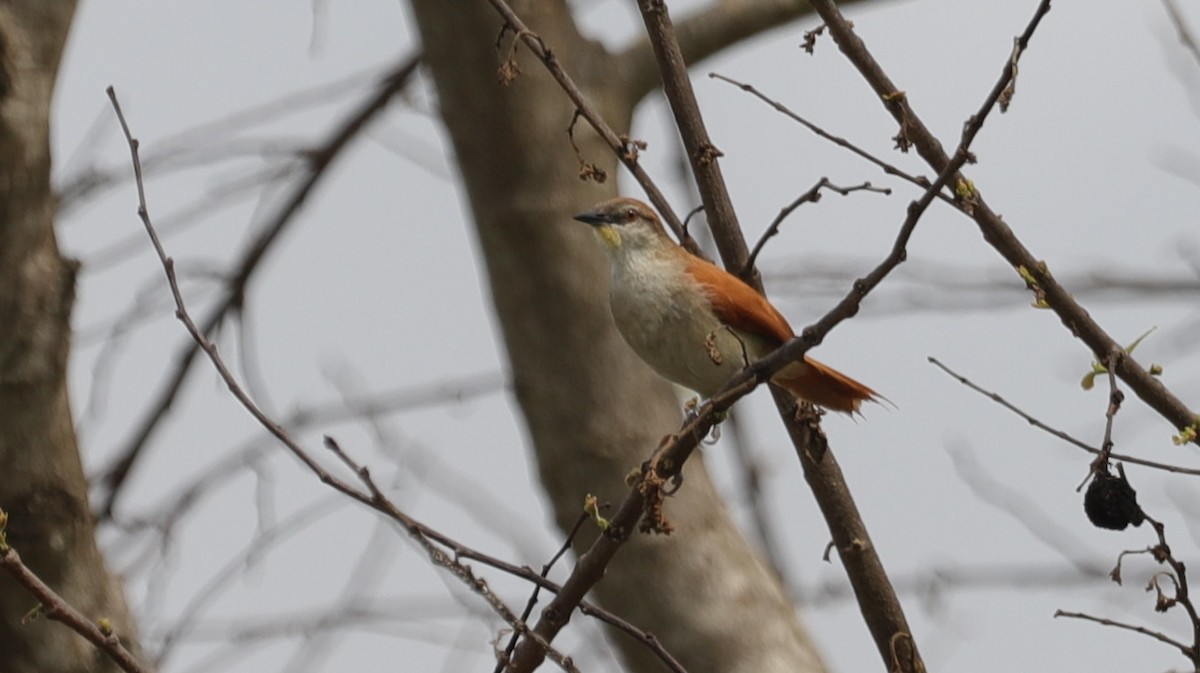 Yellow-chinned Spinetail - ML618529336