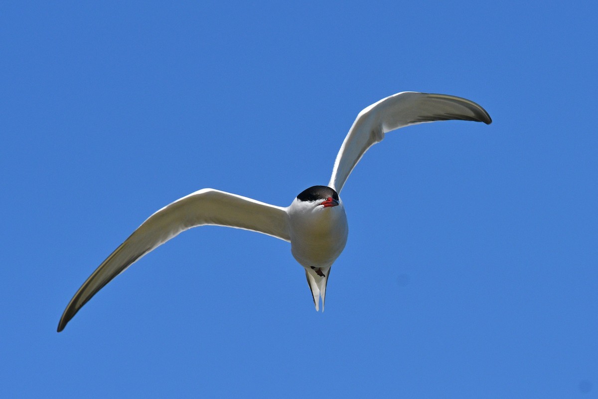 Common Tern - Joel Trick