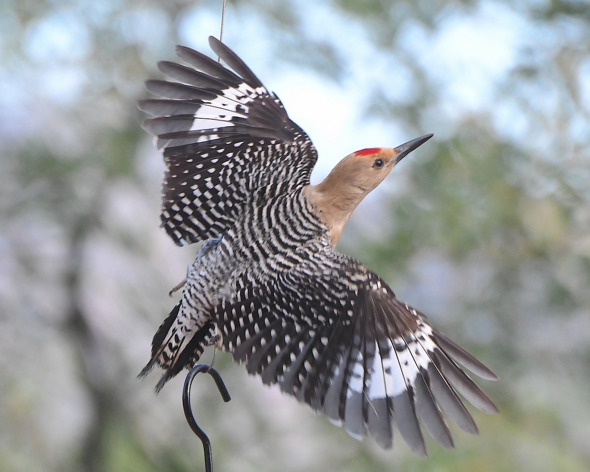 Gila Woodpecker - ML618529339