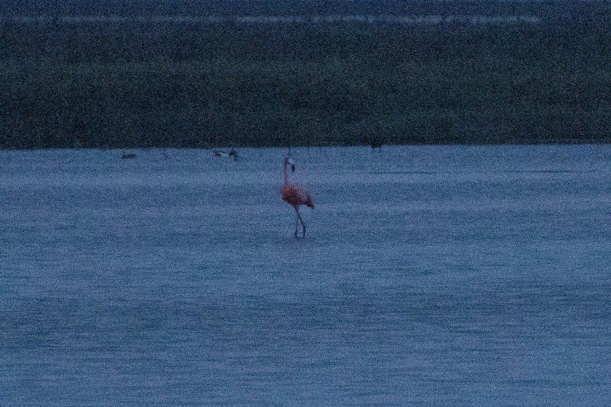 American Flamingo - ML618529358