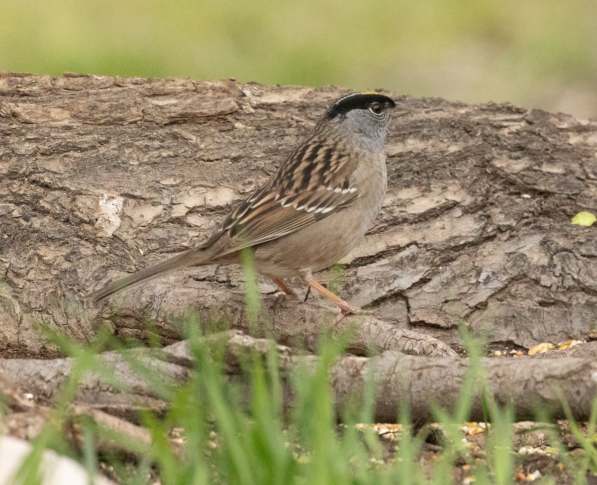 Golden-crowned Sparrow - ML618529359
