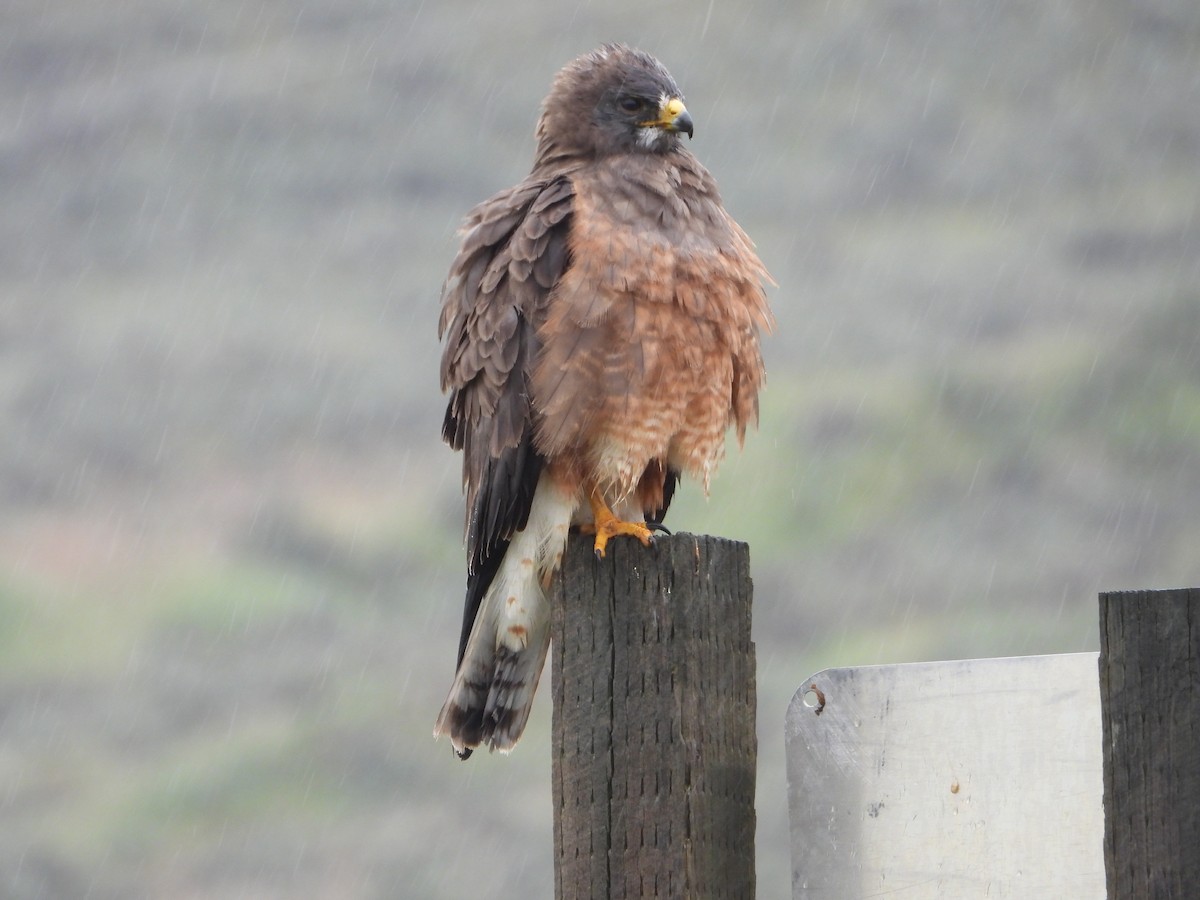 Red-tailed Hawk - ML618529376