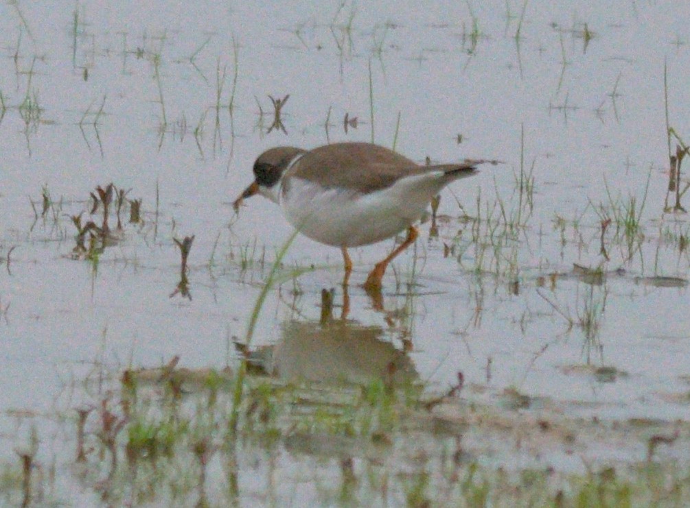 Semipalmated Plover - ML618529385
