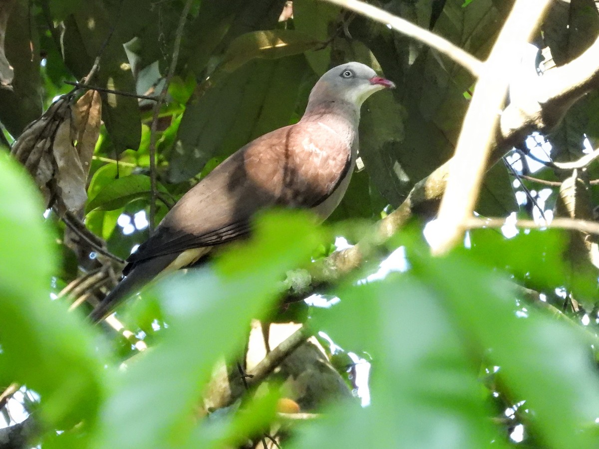 Mountain Imperial-Pigeon - ML618529386