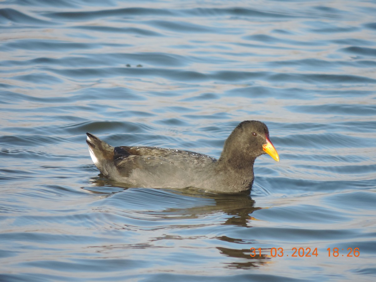 Red-fronted Coot - ML618529402
