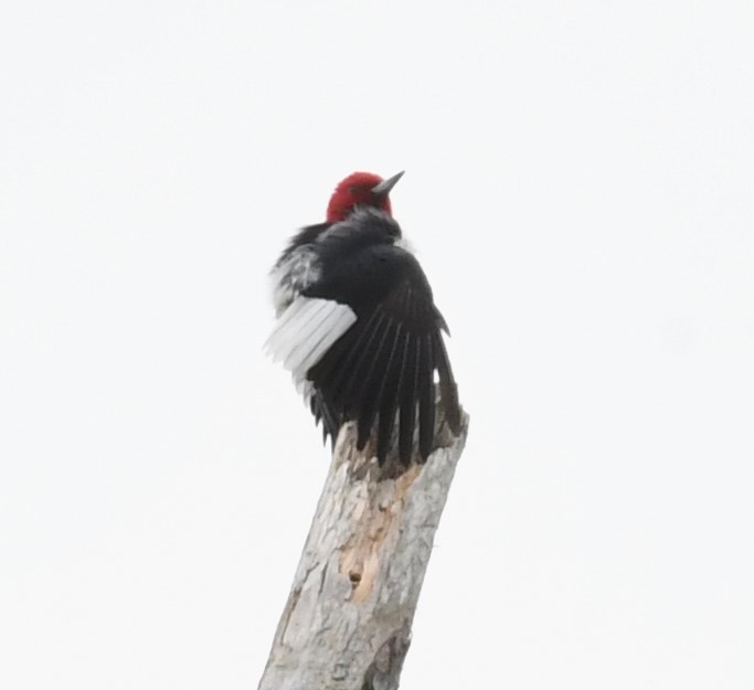 Red-headed Woodpecker - ML618529417