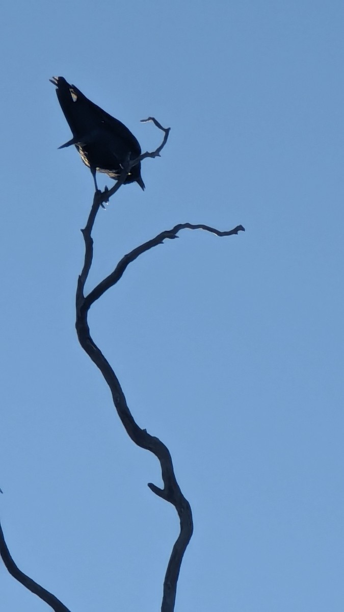 Cuervo Australiano - ML618529420