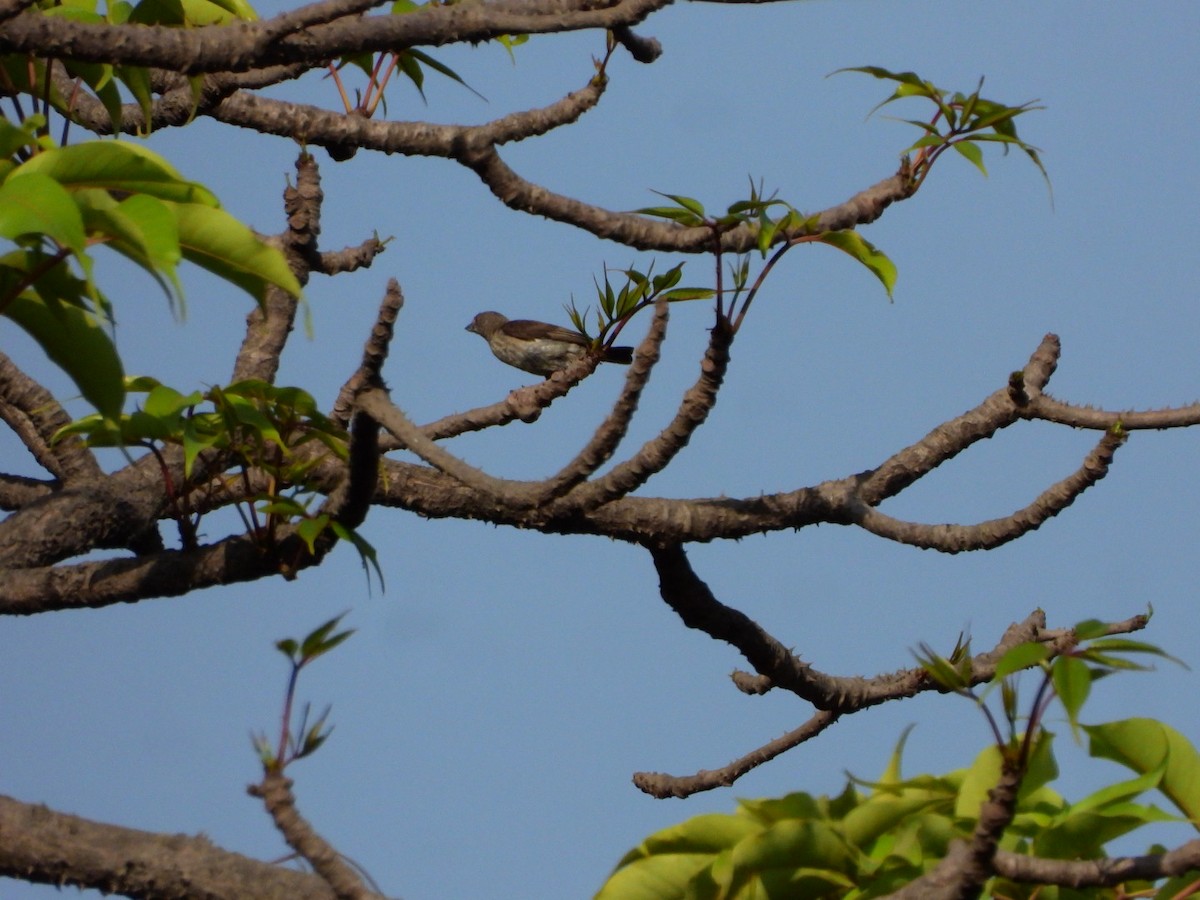 Thick-billed Flowerpecker - VAibhAV Patil